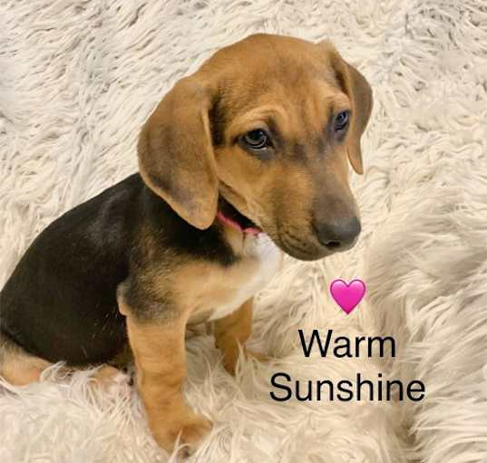 Photo of Warm Sunshine