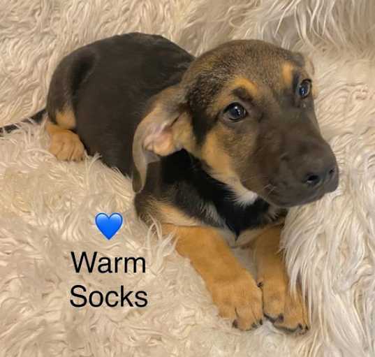 Photo of Warm Socks