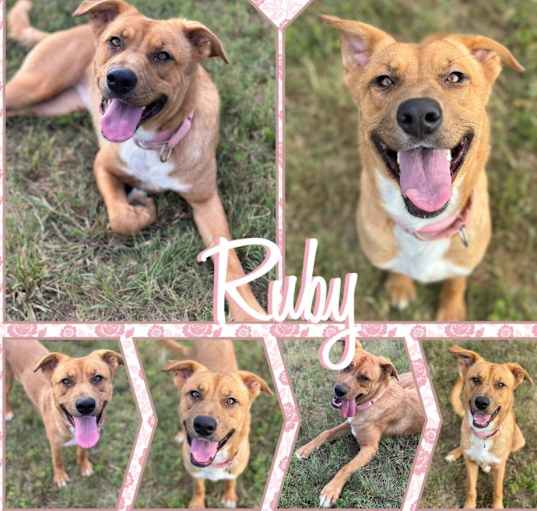 Photo of Ruby CFS 240063233