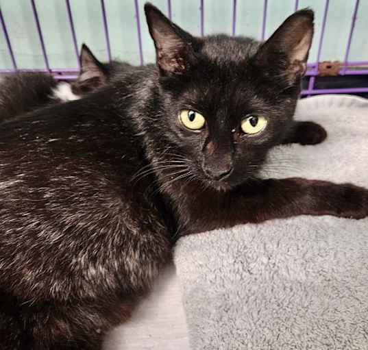 Photo of ADIDA-BARN CAT