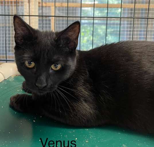 Photo of Venus