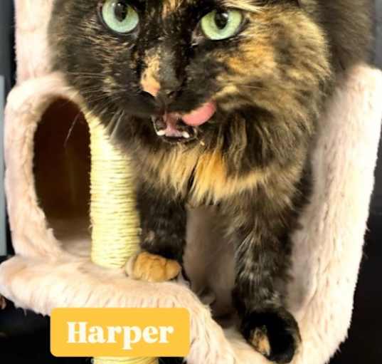 Photo of Harper