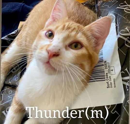 Photo of Thunder