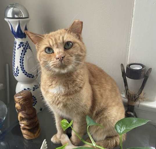 Photo of zz 'Stevie' courtesy listing