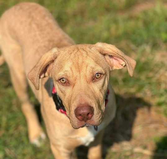 Photo of Shasta