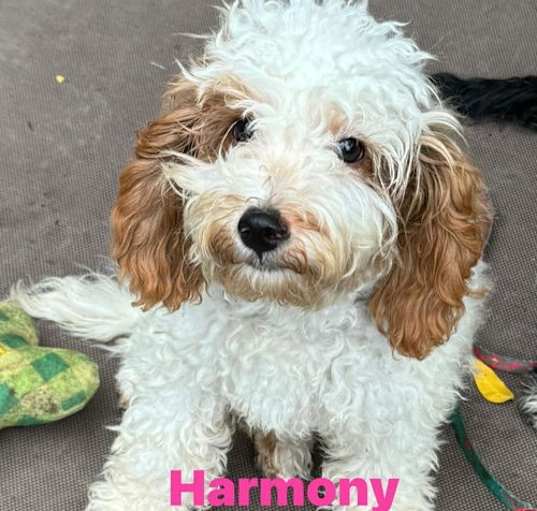 Photo of Harmony