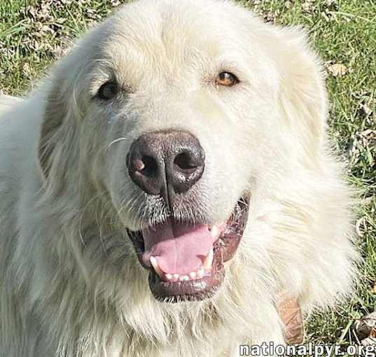 Photo of Casper in TN - The Friendly & Gentle Pyr!