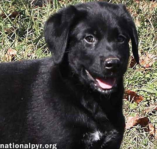 Photo of Garth in TN - Laid-back & Loves Belly Rubs!