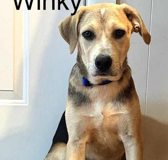 Photo of Winky