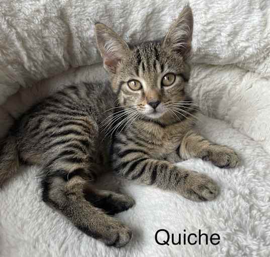 Photo of Quiche