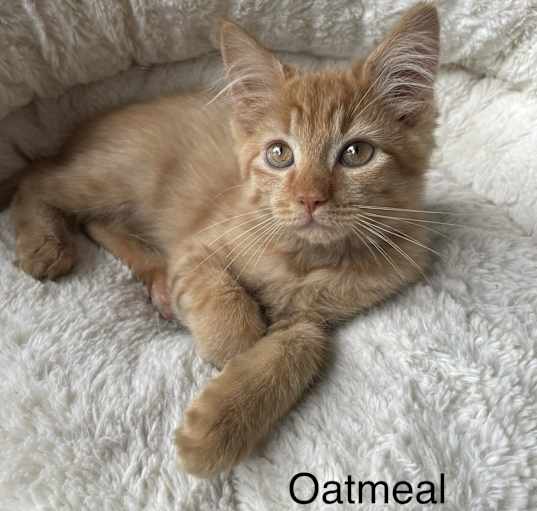 Photo of Oatmeal