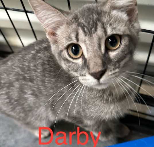 Photo of Darby