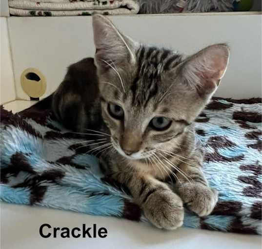 Photo of Crackle