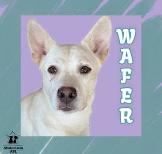 Photo of Wafer