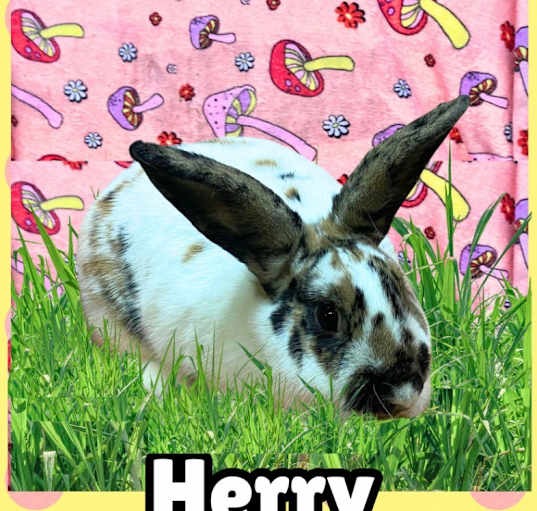 Photo of Herry