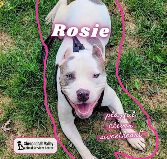 Photo of Rosie