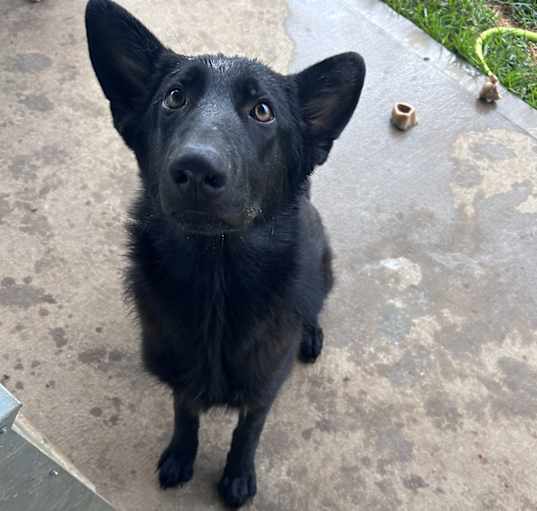 Photo of Romeo
