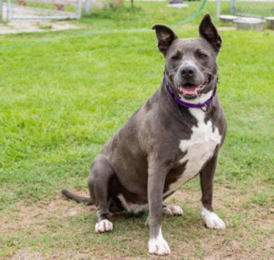 Photo of Gracie