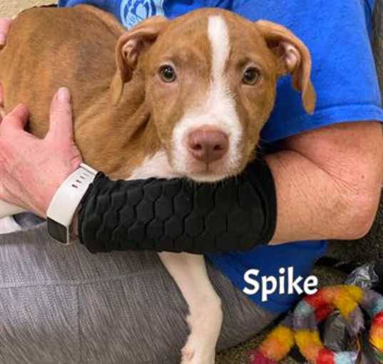 Photo of SPIKE