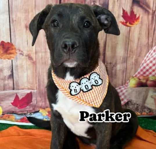 Photo of Parker