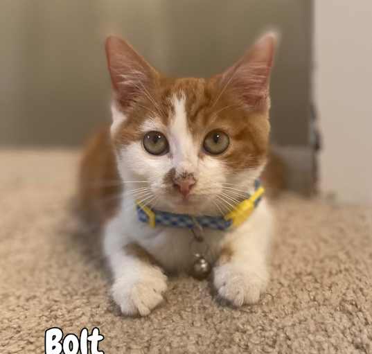 Photo of Bolt