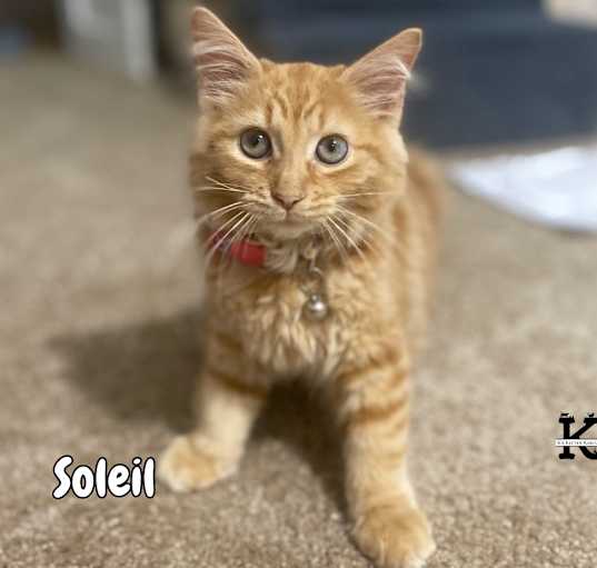 Photo of Soleil