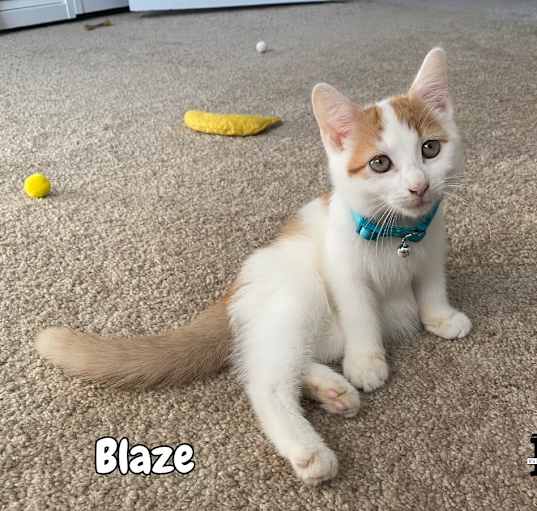 Photo of Blaze