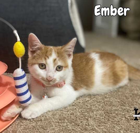 Photo of Ember