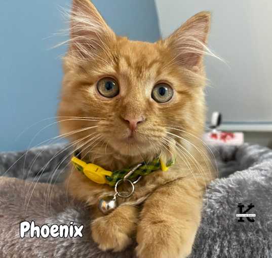 Photo of Phoenix