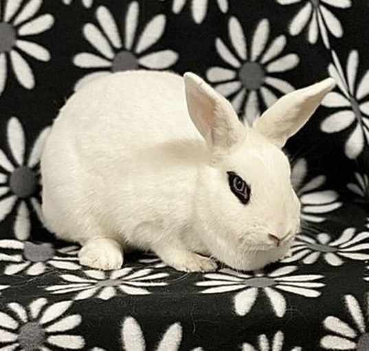 Photo of Daisy