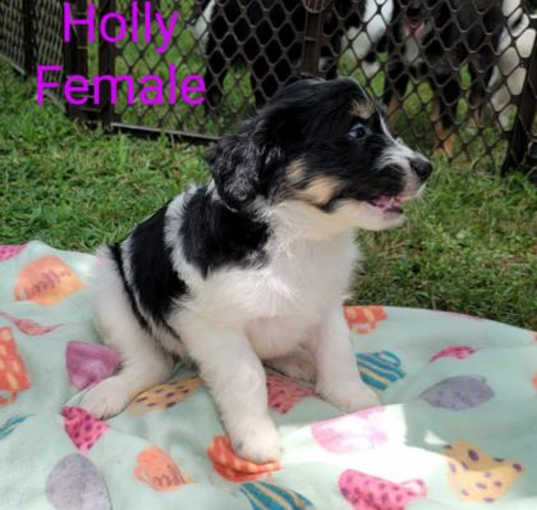 Photo of Holly