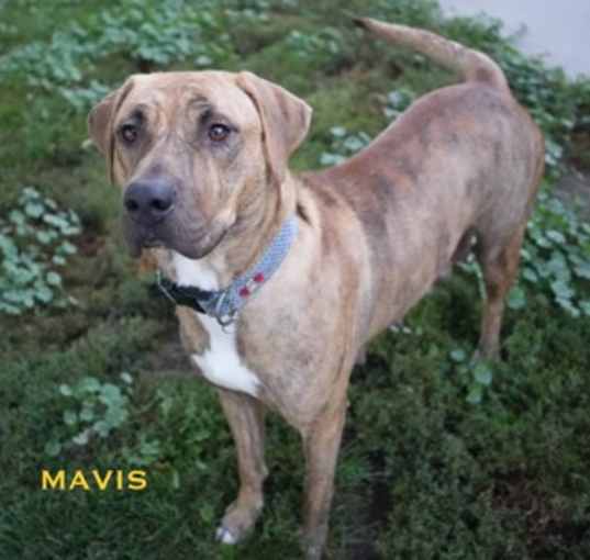 Photo of Mavis