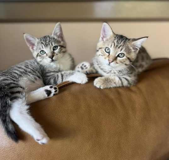 Photo of Tabby Kittens