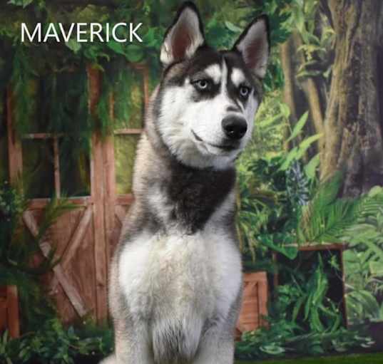 Photo of Maverick