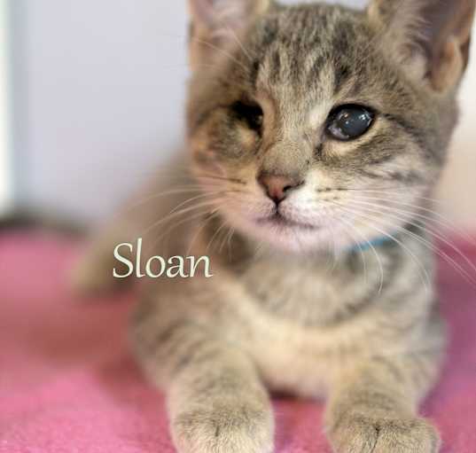 Photo of Sloan