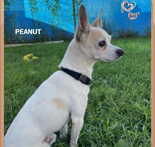 Photo of Peanut