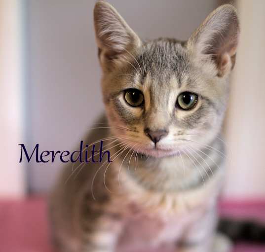 Photo of Meredith