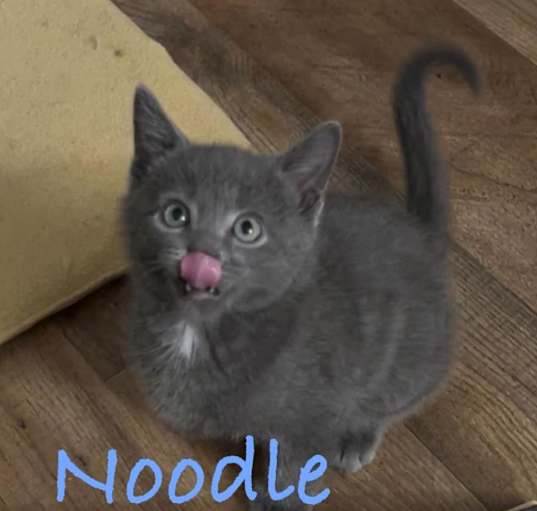 Photo of Noodle