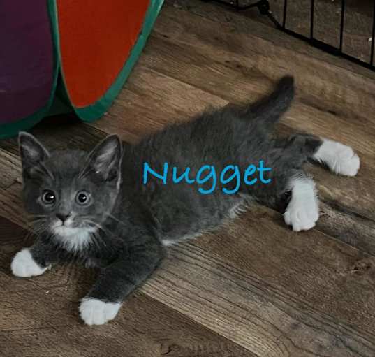 Photo of Nugget