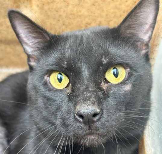 Photo of *GRIMALKIN (BARN CAT)