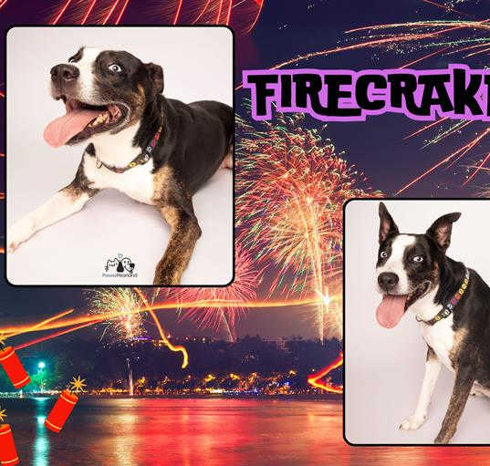 Photo of FIRECRACKER