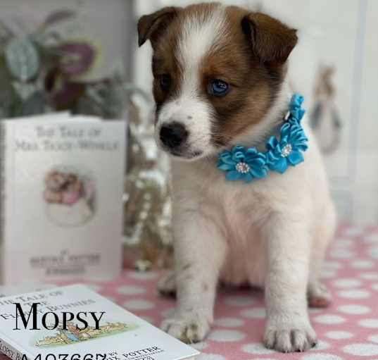 Photo of MOPSY