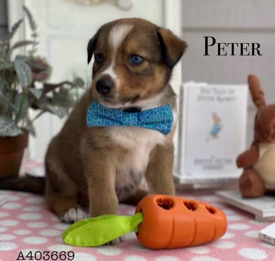 Photo of PETER