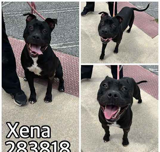 Photo of XENA