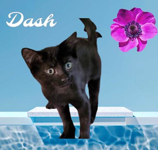 Photo of DASH