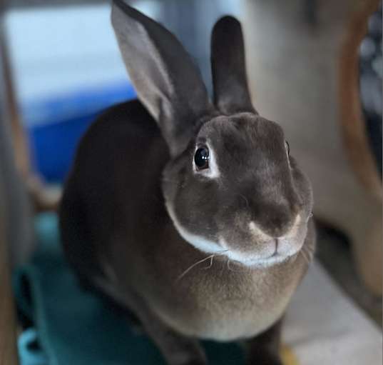 Photo of Cadbury