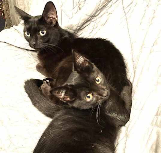 Photo of KITTIES INKY AND BLINKY BONDED PAIR