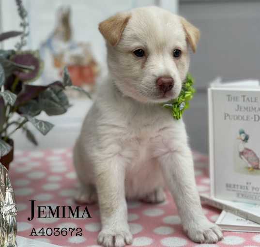 Photo of JEMIMA