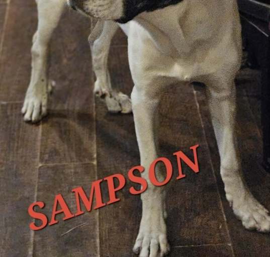 Photo of Sampson