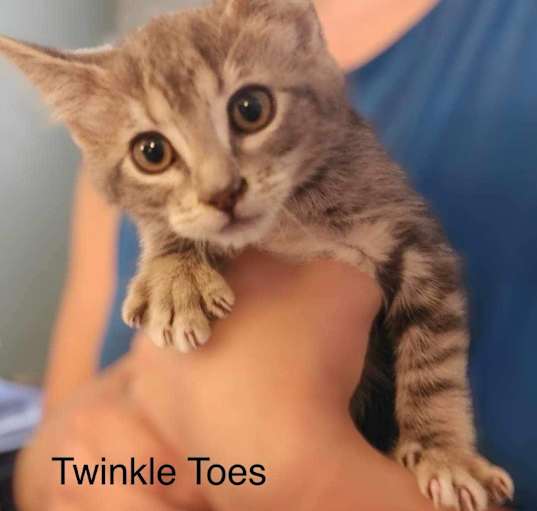 Photo of Twinkle Toes "Twink